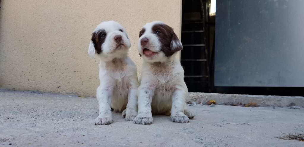 Des Forets Lacaunaises - Chiots Obi et Neal du Parc Des Chaumes