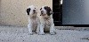  - Chiots Obi et Neal du Parc Des Chaumes