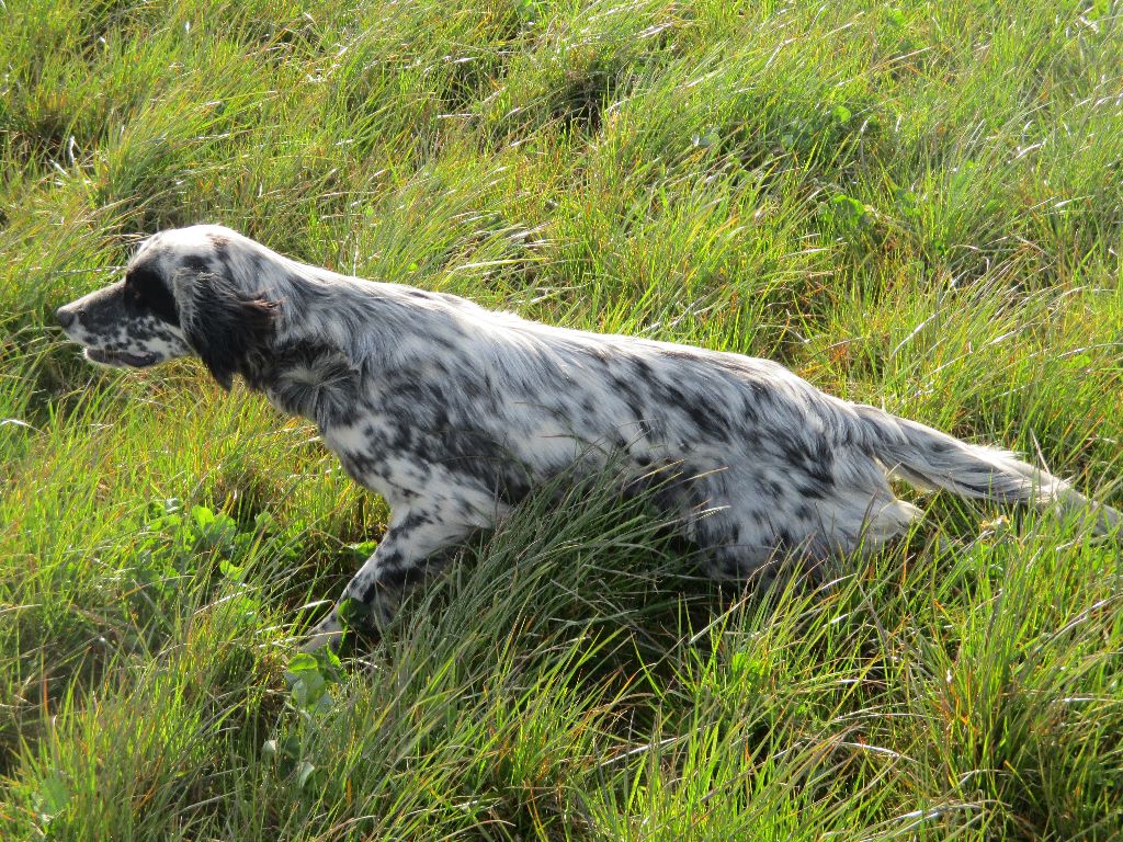 OBI DU PARC DES CHAUMES