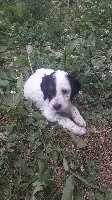 CHIOT