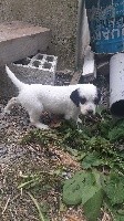 CHIOT