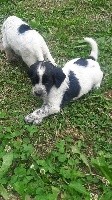 CHIOT