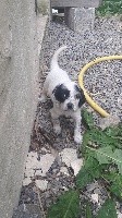 CHIOT