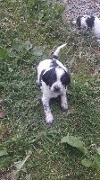CHIOT